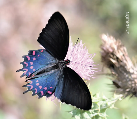 Mariposas de Nuevo León: taller de acuarela